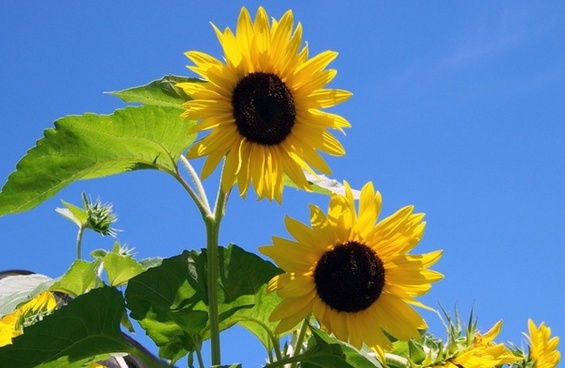 sunflower download